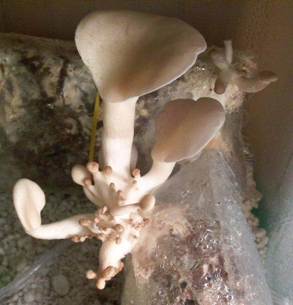 Oyster mushrooms grown on shredded, sterilized cardboard (PHOTOS